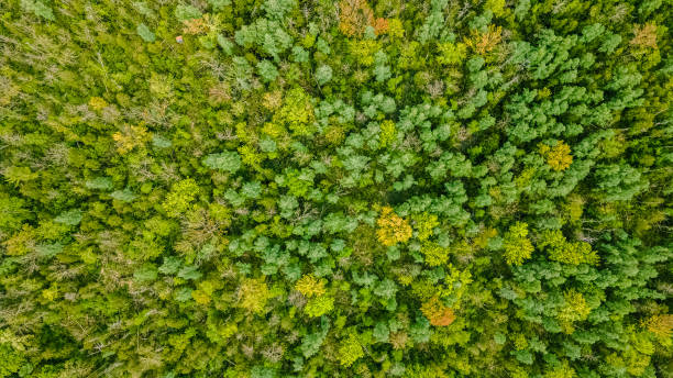 istock Aerial View of a Natural Spring Forest in Wisconsin 1408983620