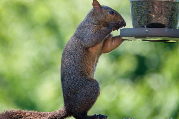 istock A Squirrel hangs onto the bird feeder 1408983716