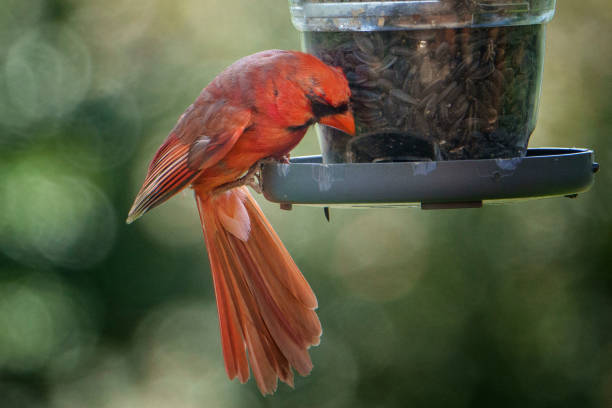 cardeal do norte no alimentador de pássaros - comedouro de pássaros - fotografias e filmes do acervo