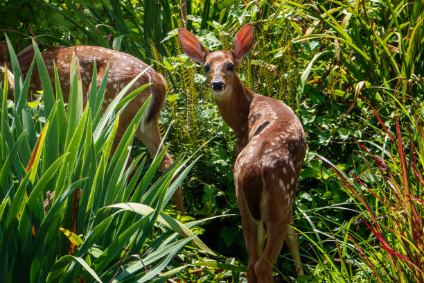 Fawn forages in the garden Fawn forages in the garden impala stock pictures, royalty-free photos & images