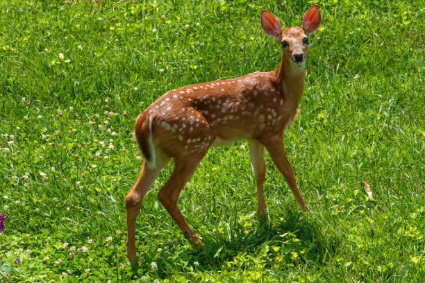 istock Fawn forages in the garden 1408983755