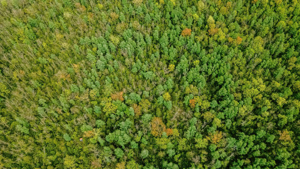 istock Aerial View of a Natural Spring Forest in Wisconsin 1408984154