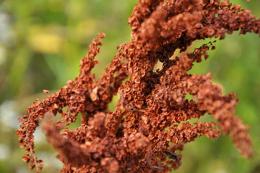 Part of a sorrel bush (Rumex confertus) growing in the wild with dry seeds on the stem