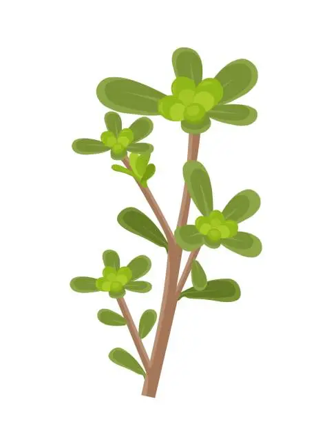 Vector illustration of Vector illustration, Portulaca oleracea or common purslane, also known as little hogweed, isolated on white background