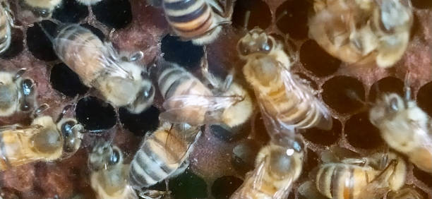 istock bees quietly producing honey in their hive 1408987496