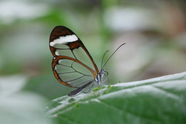 istock Glasswing Butterfly on a leaf. 1408993260