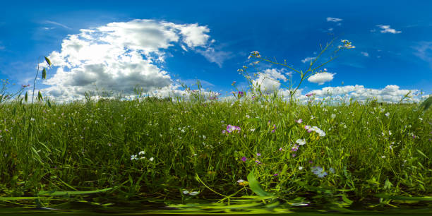 Rustic landscape with meadow and tall grass on a Sunny day. Field and grass under a blue sky with clouds. VR 360.