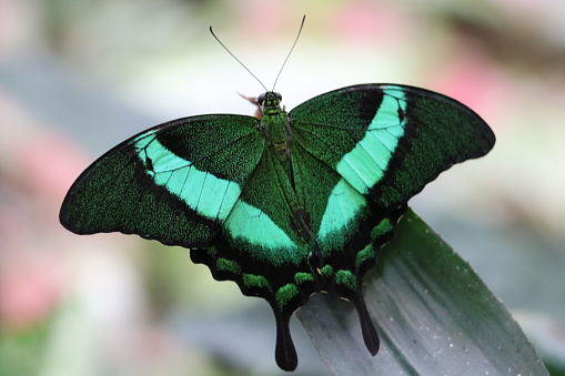 common bluebottle (graphium sarpedon) isolated on a white background