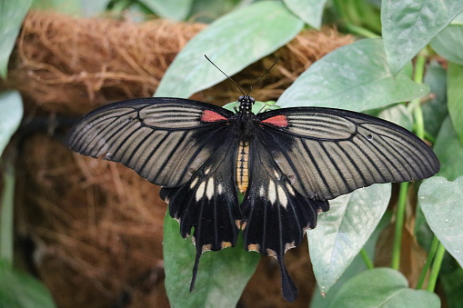 Great Mormon Butterfly on leaves
