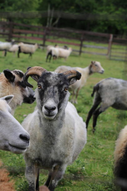 istock Black and white ram in field of sheep 1408993470