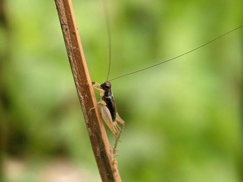 Black Grasshopper on twig, macro nature, extreme close up