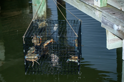 Crabbing at Indian River Bay, Delaware, USA