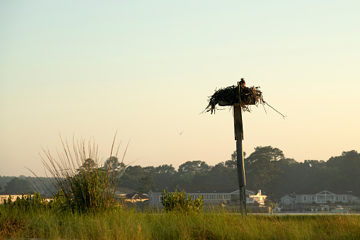 Bird nest at Indian River Bay, Delaware, USA