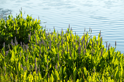 Flowering plants by water