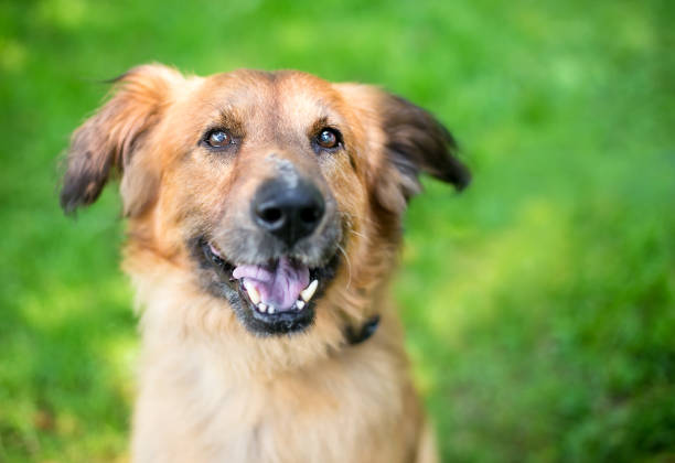 A senior German Shepherd mixed breed dog stock photo