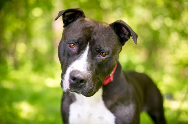 istock A Pit Bull Terrier mixed breed dog with a head tilt 1408996851