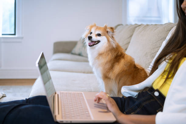 istock German Spitz dog besides a woman working from home 1408997948
