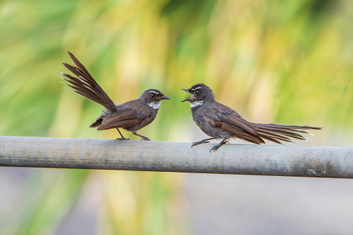 Couple White-throated Fantail sitting on a iron stick.