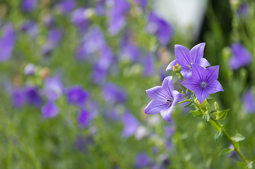 Blossoming bellflower sway with the wind