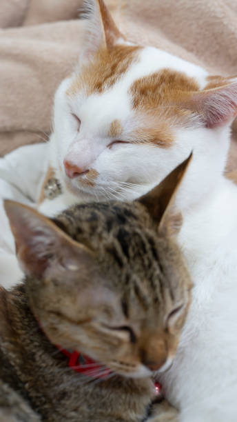 istock Close-up of kittens in soft, light tones. 1409001534