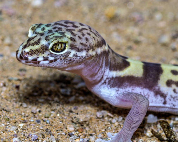 istock Western Banded Gecko - Close up - Detailed 1409001921
