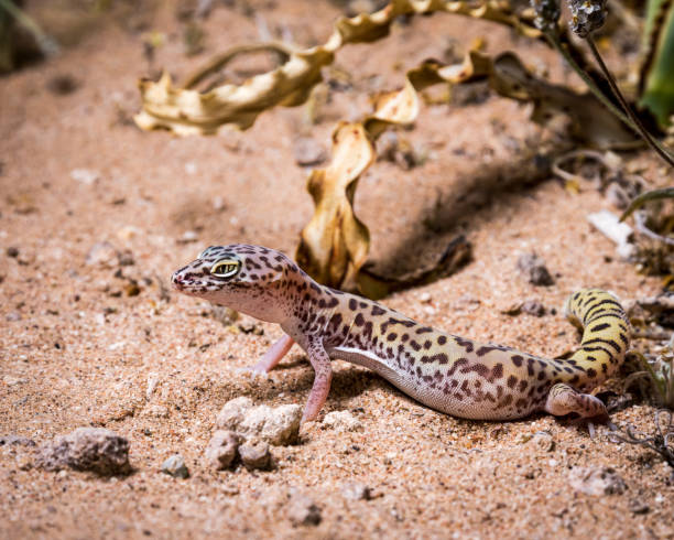 istock Western Banded Gecko - Close up - Detailed 1409001954