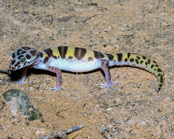 istock Western Banded Gecko - Close up - Detailed 1409001979