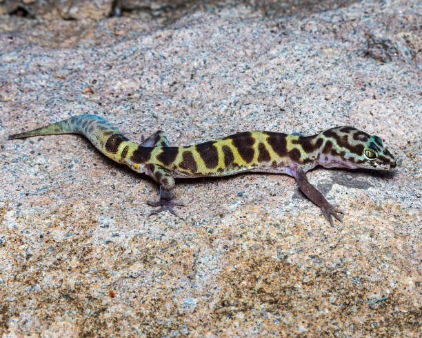istock Western Banded Gecko - Close up - Detailed 1409001981