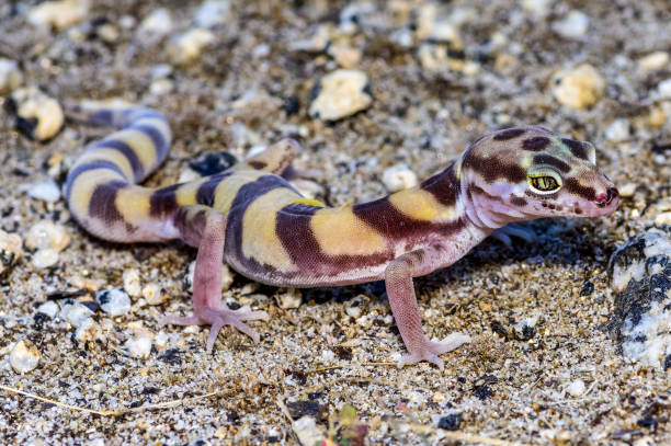 istock Western Banded Gecko - Close up - Detailed 1409001985
