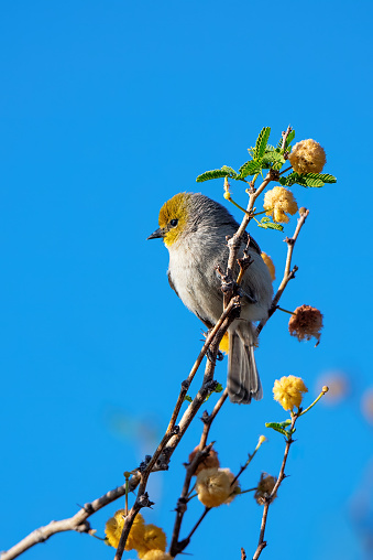 North American songbird perched in a tree in Phoenix Arizona
