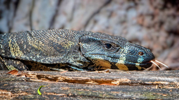 istock Lace Monitor Goanna (Varanus varius) 1409005697