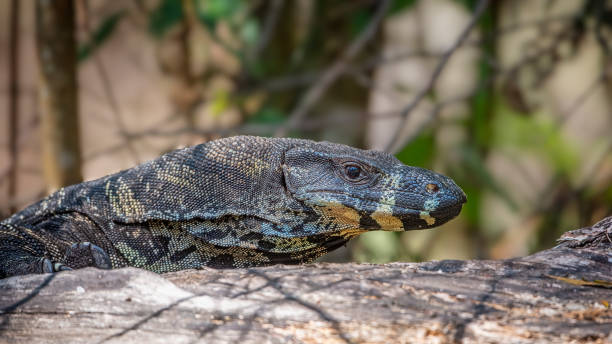 istock Lace Monitor Goanna (Varanus varius) 1409006398