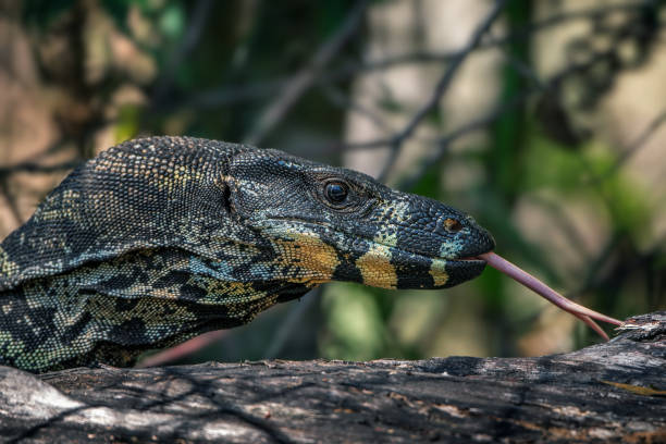 istock Lace Monitor Goanna (Varanus varius) 1409006469