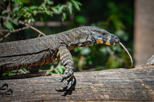 Lace Monitor Goanna (Varanus varius) Goanna crawling on a log with his tongue sticking out monitor lizard stock pictures, royalty-free photos & images
