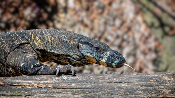 istock Lace Monitor Goanna (Varanus varius) 1409006733