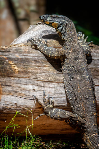 istock Lace Monitor Goanna (Varanus varius) 1409006836