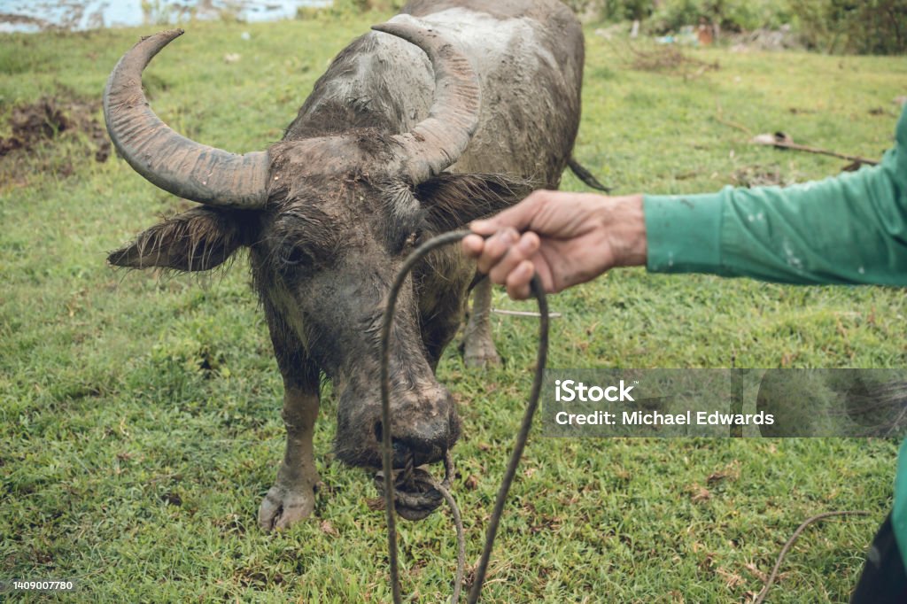An old farmer guides his carabao through a grassy field. Rural countryside village scene Active Lifestyle Stock Photo