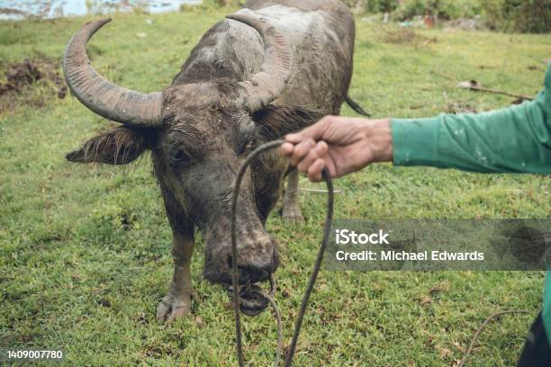An Old Farmer Guides His Carabao Through A Grassy Field Rural Countryside Village Scene Stock Photo - Download Image Now