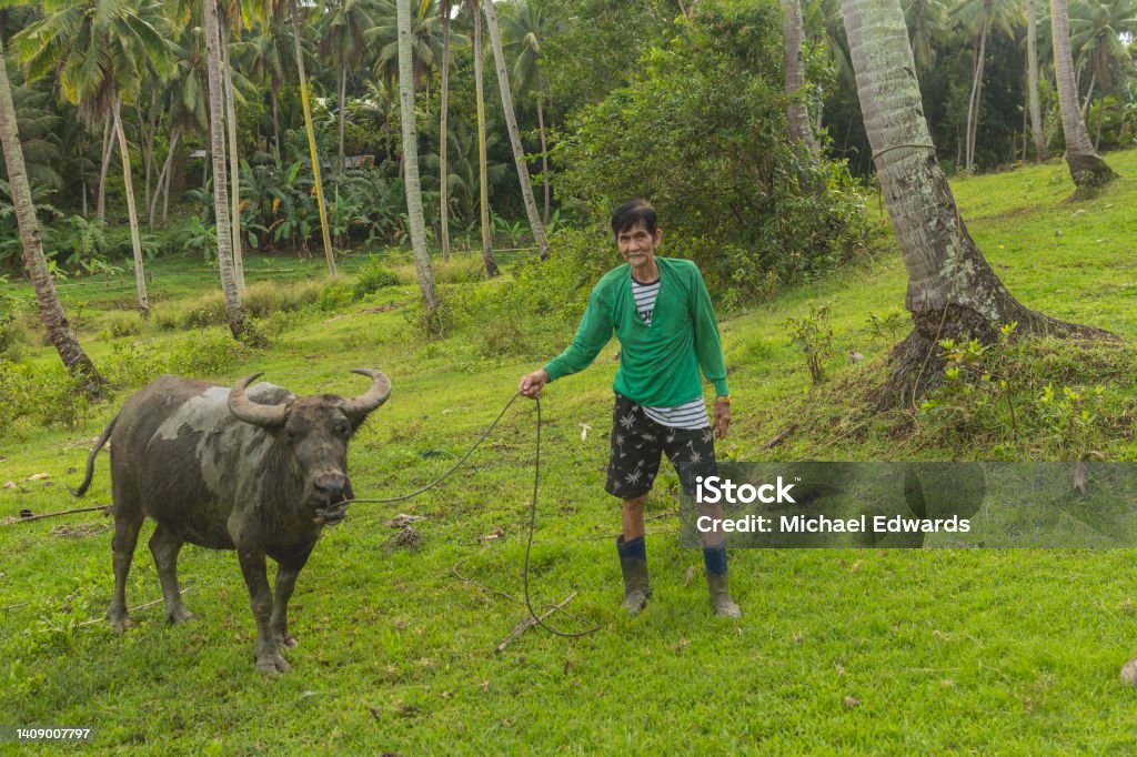 An old Filipino farmer tending to his carabao. Rural countryside scene in Bohol, Philippines Philippines Stock Photo