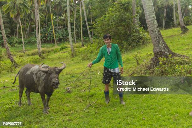 An Old Filipino Farmer Tending To His Carabao Rural Countryside Scene In Bohol Philippines Stock Photo - Download Image Now