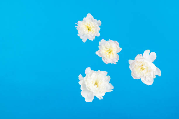 istock White flowers with petals floating on a blue background. 1409007857