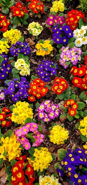 Primrose in various colors