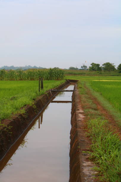 istock a small river in the rice field area 1409017448