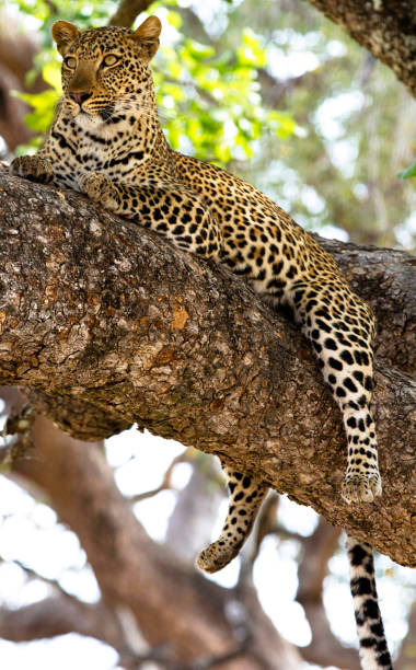 istock Creative Zambia wildlife pictures 1409018221