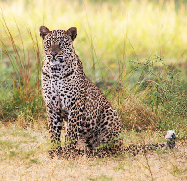 istock Creative Zambia wildlife pictures 1409018299
