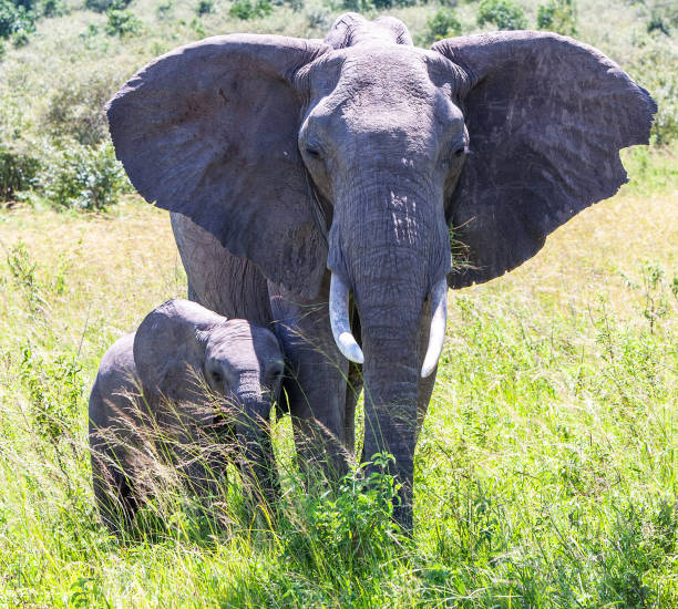 istock Creative Zambia wildlife pictures 1409018301