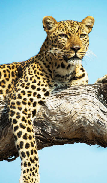 istock Creative Zambia wildlife pictures 1409018393