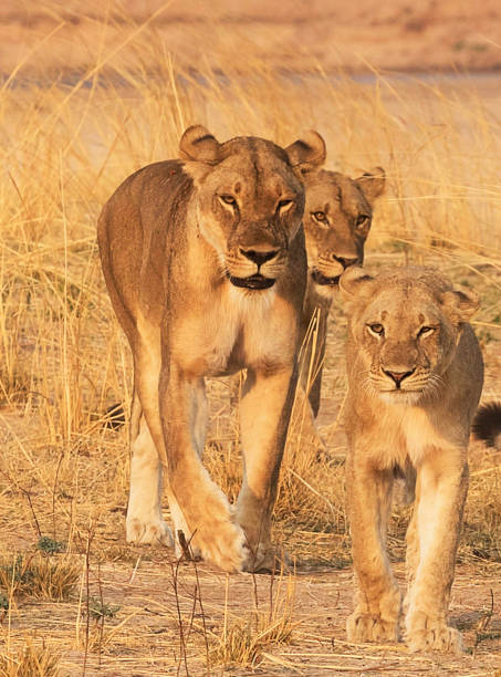 istock Creative Zambia wildlife pictures 1409018430