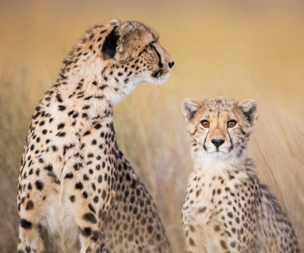 istock Creative Zambia wildlife pictures 1409018576