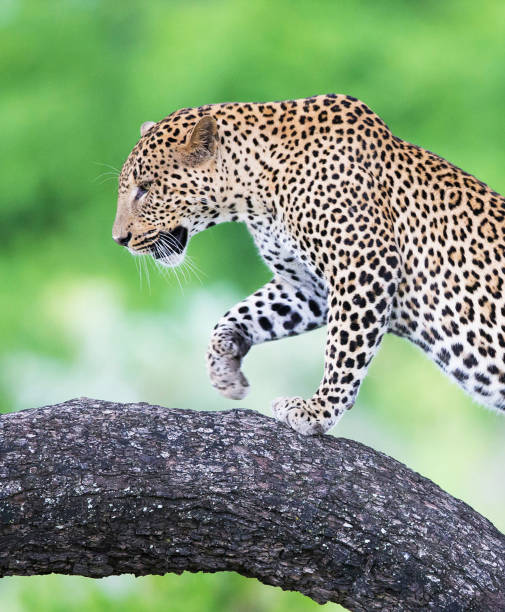 istock Creative Zambia wildlife pictures 1409018625